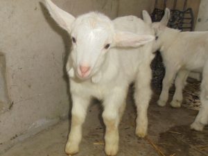 ヤギの赤ちゃんが産まれました お知らせ 社会福祉法人和泉蓮華会障がい部 公式ホームページ