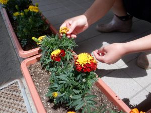 プランター花植え お知らせ 社会福祉法人和泉蓮華会障がい部 公式ホームページ